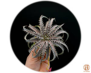 S-Dyckia -ディッキア-17-Delicata type form x bone