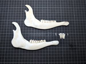 【訳あり品】雄鹿の下顎 20240301 骨格標本 シカ インテリア スカル トロフィー 頭蓋骨 頭骨標本