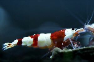 【特価スタート】《Howl＆Louis》Red Bee Shrimp 多分♀ ⑦