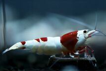 【特価スタート】《Howl＆Louis》Red Bee Shrimp ♀ ⑤_画像1