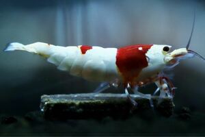 【特価スタート】《Howl＆Louis》Red Bee Shrimp ♀ ⑤