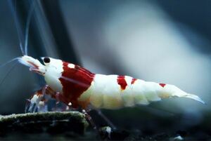 【特価スタート】《Howl＆Louis》Red Bee Shrimp 多分♀ ②