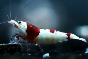 【特価スタート】《Howl＆Louis》Red Bee Shrimp ③