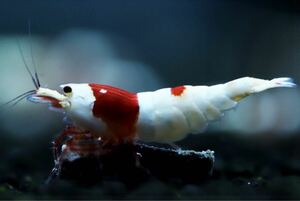 【特価スタート】《Howl＆Louis》Red Bee Shrimp ♀ ①