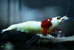 【特価スタート】《Howl＆Louis》Red Bee Shrimp ②