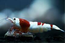 【特価スタート】《Howl＆Louis》Red Bee Shrimp ♀ ⑤_画像2