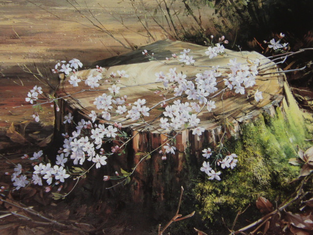 Kiyoshi Tanaka, [Yamazakura], Extrait d'un rare livre d'art encadré, Produits de beauté, Tout neuf avec cadre, intérieur, printemps, fleurs de cerisier, peinture, peinture à l'huile, Nature, Peinture de paysage