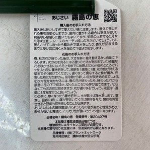 ●アジサイ● 霧島の恵 あじさい 紫陽花 5号鉢 鉢植えアジサイの画像5