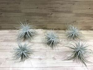 *chi Ran jia tech tiger m10~15cm size air plant including in a package possible to correspond *