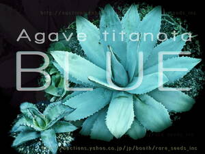 【新着】魅惑！アガベ チタノータ ブルー 種子10粒 Agave titanota 'Blue' Alabaster White　③ θ **ц**