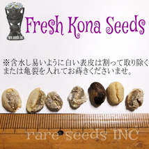 新着！【超プレミアム】 貴重 コナコーヒーコンテスト優勝ビーンズの種子！10粒　Kona coffee seeds　ζ **ц**　⑭_画像4