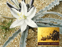 激レア！魅惑！砂漠のユリ Hesperocallis undulate 種子5粒+説明ラベル付き　γ **ц** θ 　⑧_画像1