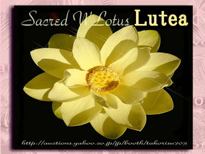 ■激レア！■優美な黄色のハス！【薔薇より美しく香り貴い ルテア】Nelumbo Lutea 種子 5個！ 　蓮 γ **ц** ⑨