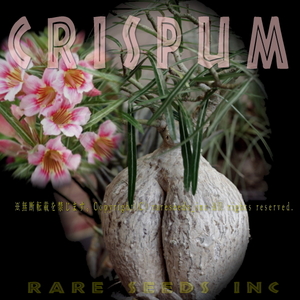 9/20新着！激レア■クリスパム⇒ソマレンセの極太変種！アデニウム クリスパム 種子5粒 Adenium somalense var. Crispum　γ θ **ц**　②