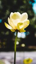 ■激レア！■優美な黄色のハス！【薔薇より美しく香り貴い ルテア】Nelumbo Lutea 種子 5個！ 　蓮 γ **ц** ⑨_画像3