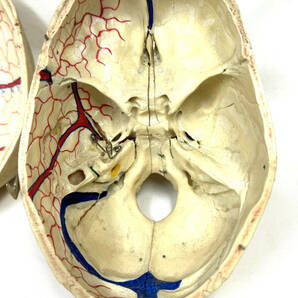 ■本物 骨格標本 医学・歯科■ 頭蓋骨 脳頭蓋 顔面頭蓋 顎関節 人骨 医療 資料 可動式 耳鼻科 整形外科の画像7