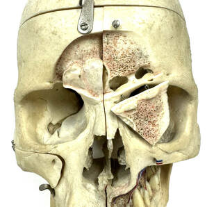 ■本物 骨格標本 医学・歯科■ 頭蓋骨 脳頭蓋 顔面頭蓋 顎関節 人骨 医療 資料 可動式 耳鼻科 整形外科の画像5