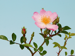 モモイロヨシダバラ◆桃色吉田薔薇●ノバラ・山野草・盆栽添草・高山植物●