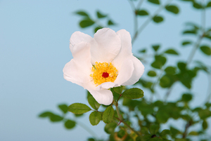 ヤエヤマオトメバラ◆八重山乙女薔薇●山野草・盆栽添草●