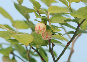 ウスノキ●臼の木●山野草・盆栽添草・お茶花●