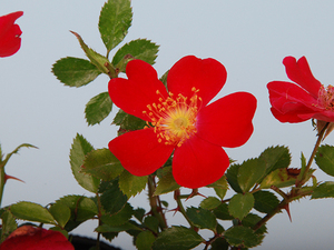 ノバラ赤ずきん◆野薔薇●山野草・盆栽添草●