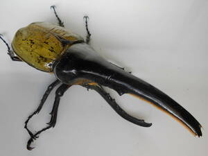 種親１７４ｍｍ(１５９mm)　ヘラクレス オオカブトムシ　初齢幼虫×５
