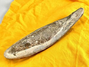 化石 古代魚？ 魚の化石 約20cm 357g[03-3569