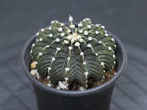 008. ギムノカリキウム Gymnocalycium friedrichii LB 2178【RONIN_CACTAS69】