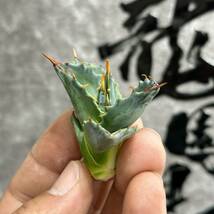 【龍園觀】①No.285 特選 アガベ 多肉植物 モンタナ 耐寒性最強！極上子株_画像4