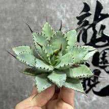 【龍園觀】①No.110 特選 アガベ 多肉植物 八荒雷神 超陽炎 極上株_画像2