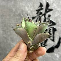 【龍園觀】①No.246 特選 アガベ 多肉植物 チタノタ ‘Rose’ 強棘 極上美株 激レア！包葉 限定株 球形_画像2