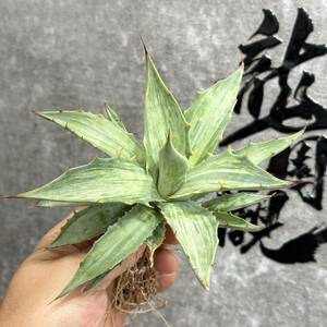 【龍園觀】①No.285 特選 アガベ 多肉植物 シンプレックス "スノーデビル" Agave deserti v. simplex 'Variegata' Snow Devil