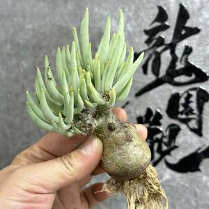 【龍園觀】①No.289 特選 塊根植物 チレコドン ペアルソニー ベアルート株 発根済み 冬型コーデックス 