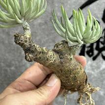 【龍園觀】①No.381 特選 塊根植物 チレコドン ペアルソニー ベアルート株 発根済み 冬型コーデックス _画像9