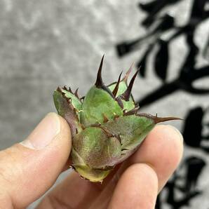 【龍園觀】①No.321特選 アガベ 多肉植物 チタノタ ハデス Hades 黒帝斯 恐龍牙歯 強棘 極上株の画像5