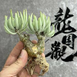 【龍園觀】①No.470 特選 塊根植物 チレコドン ペアルソニー ベアルート株 発根済み 冬型コーデックス 