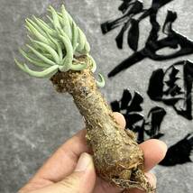 【龍園觀】①No.471 特選 塊根植物 チレコドン ペアルソニー ベアルート株 発根済み 冬型コーデックス _画像2