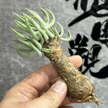 【龍園觀】①No.471 特選 塊根植物 チレコドン ペアルソニー ベアルート株 発根済み 冬型コーデックス _画像9