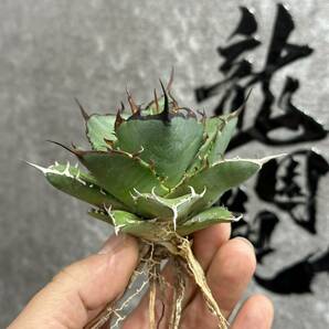 【龍園觀】①No.460 特選 アガベ 多肉植物 チタノタ ハデス Hades 黒帝斯 恐龍牙歯 強棘 極上株 の画像2