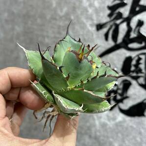 【龍園觀】①No.460 特選 アガベ 多肉植物 チタノタ ハデス Hades 黒帝斯 恐龍牙歯 強棘 極上株 の画像5