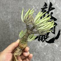 【龍園觀】①No.167 特選 塊根植物 チレコドン ペアルソニー ベアルート株 発根済み 冬型コーデックス _画像5