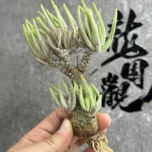 【龍園觀】①No.167 特選 塊根植物 チレコドン ペアルソニー ベアルート株 発根済み 冬型コーデックス 