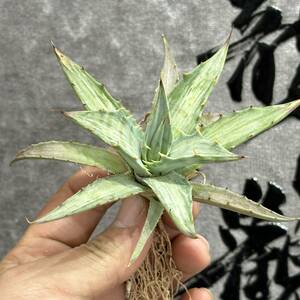 【龍園觀】①No.256 特選 アガベ 多肉植物 シンプレックス "スノーデビル" Agave deserti v. simplex 'Variegata' Snow Devil