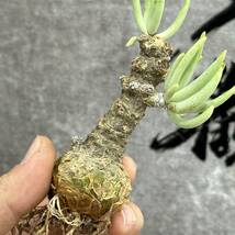 【龍園觀】①No.257 特選 塊根植物 チレコドン ペアルソニー ベアルート株 発根済み 冬型コーデックス _画像10