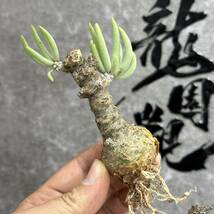 【龍園觀】①No.257 特選 塊根植物 チレコドン ペアルソニー ベアルート株 発根済み 冬型コーデックス _画像3