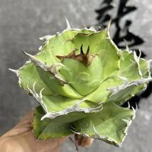 【龍園觀】①No.36 特選 アガベ 多肉植物 チタノタ 蟹 カニ 強棘 極上大株_画像6