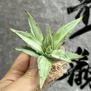 【龍園觀】①No.357 特選 アガベ 多肉植物 シンプレックス "スノーデビル" Agave deserti v. simplex 'Variegata' Snow Devilの画像1