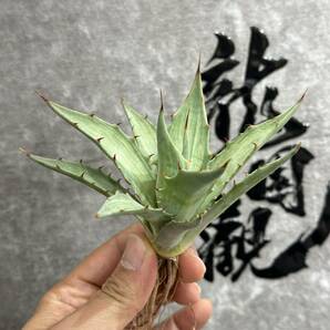 【龍園觀】①No.1118 特選 アガベ 多肉植物 シンプレックス "スノーデビル" Agave deserti v. simplex 'Variegata' Snow Devilの画像4