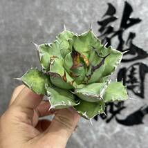 【龍園觀】①No.1102 特選 アガベ 多肉植物 チタノタ 姫厳竜 強棘 短葉 厚葉 極上美株_画像3