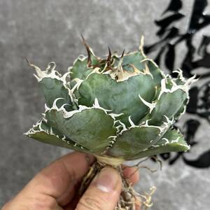 [ dragon ..]①No.112 special selection agave succulent plant chitanota white . a little over . finest quality stock 